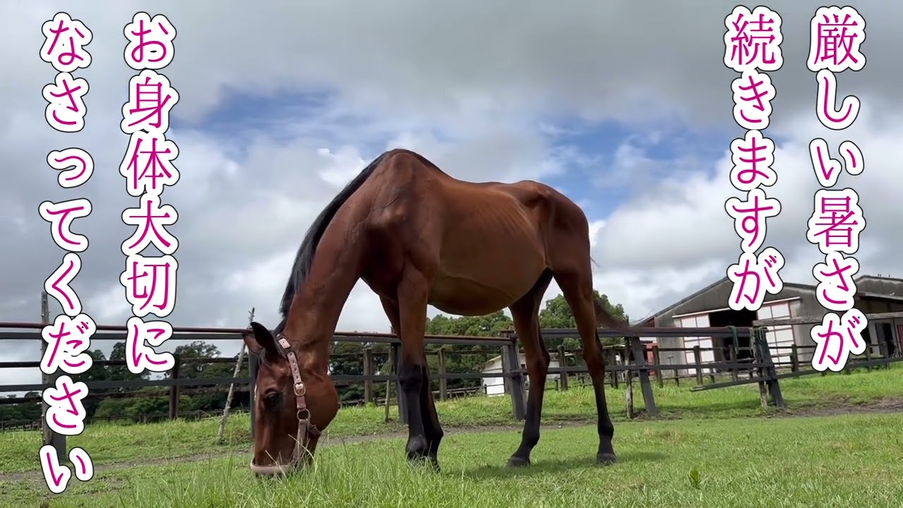 暑中お見舞い申し上げます