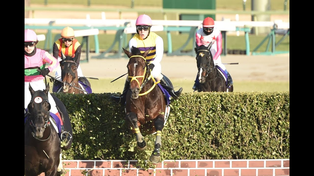 20241221 競馬ﾚｰｽﾄﾋﾟｯｸ　07【2勝目!!】'24中山大障害 T4100 障害G1 ニシノデイジー