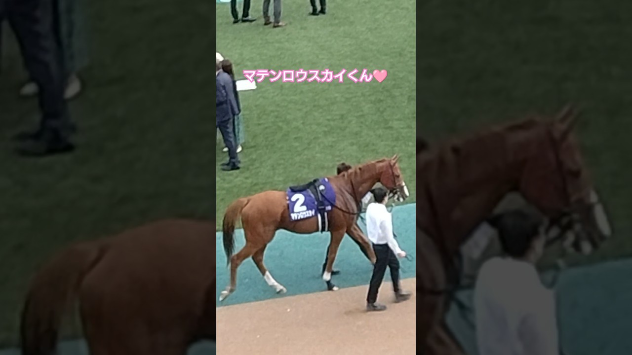 天皇賞・秋2024マテンロウスカイくんのパドック#マテンロウスカイ#天皇賞・秋2024