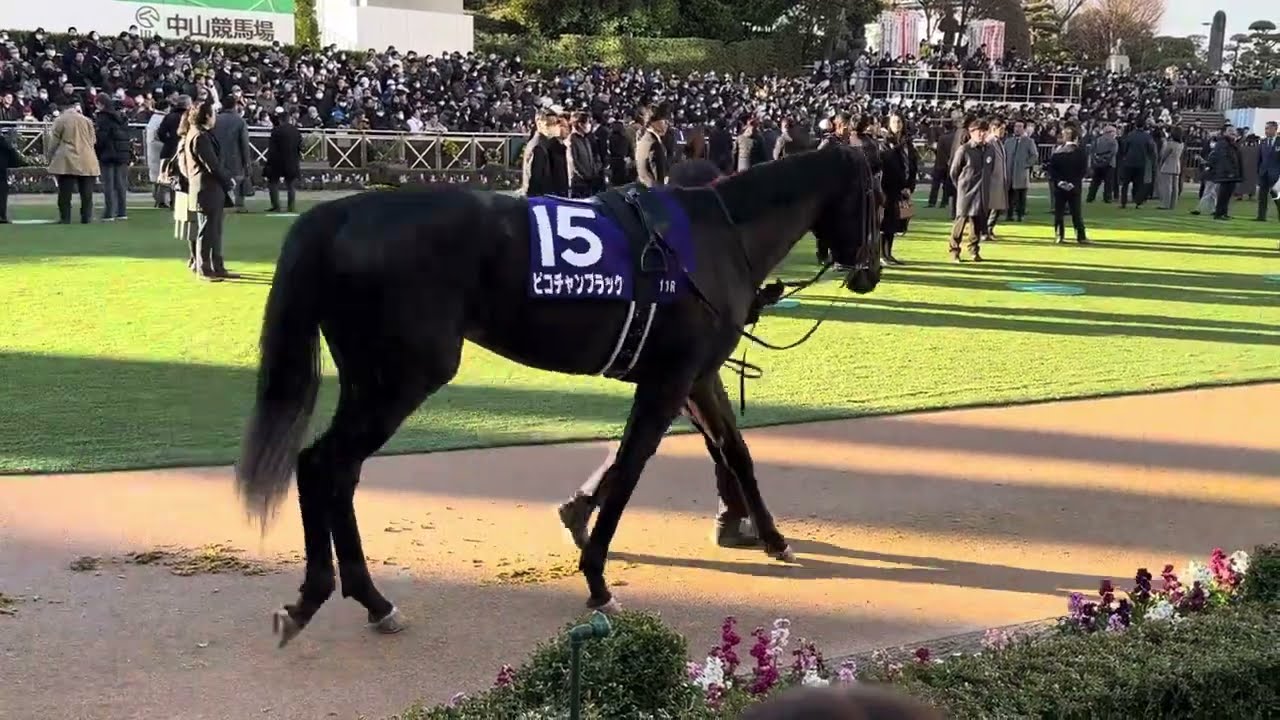 【ホープフルステークス2024】パドック3