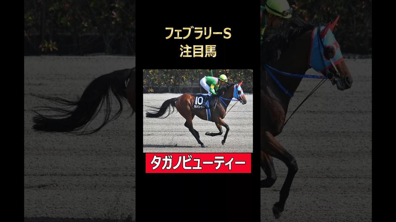 フェブラリーS注目馬 タガノビューティー！#東京競馬場 #フェブラリーステークス #タガノビューティー