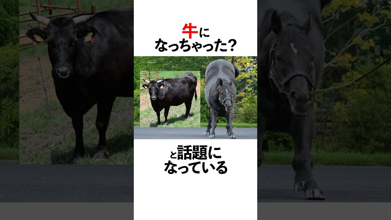 牛になった（？）コントレイルの面白い雑学