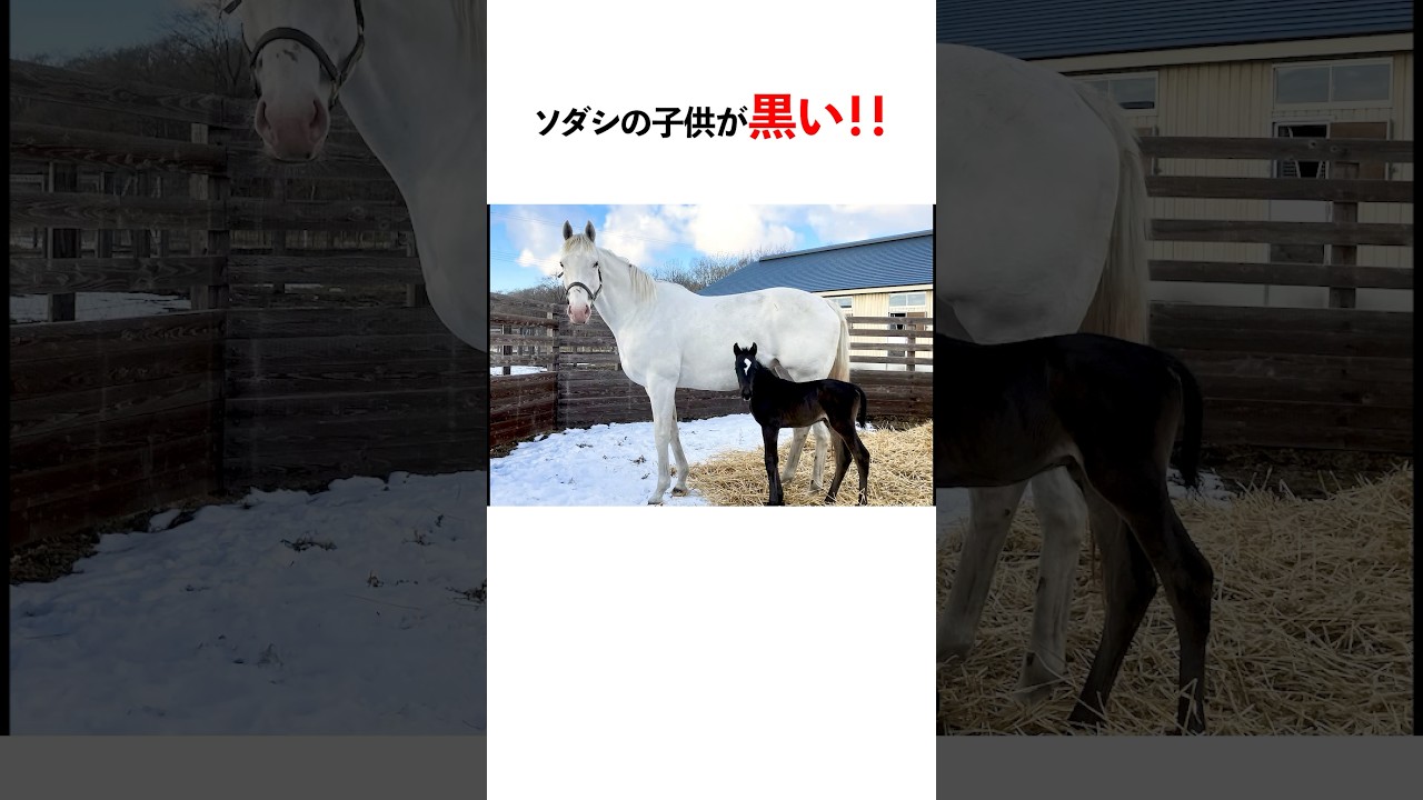 ソダシの子が真っ黒だった！？！