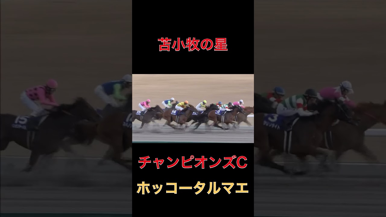 苫小牧の星ホッコータルマエ【チャンピオンズC】#競馬#チャンピオンズカップ