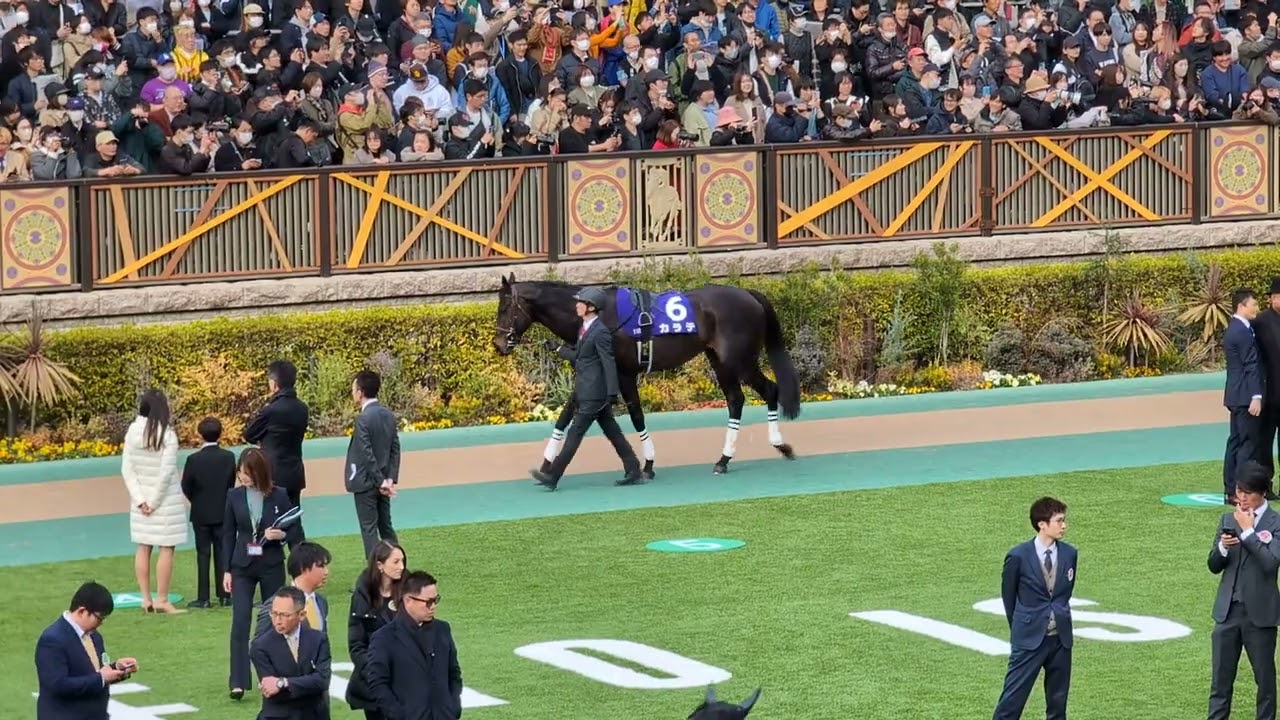[現地観戦] 2024/02/18 第41回 フェブラリーステークス GI - パドック