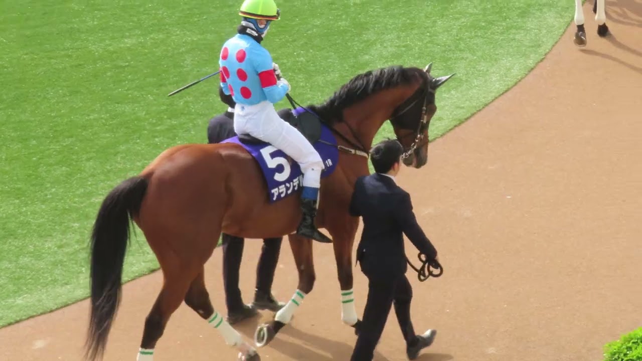 2025年4月19日 中山11R  中山グランドジャンプJG1 パドック最終周回 アランデル