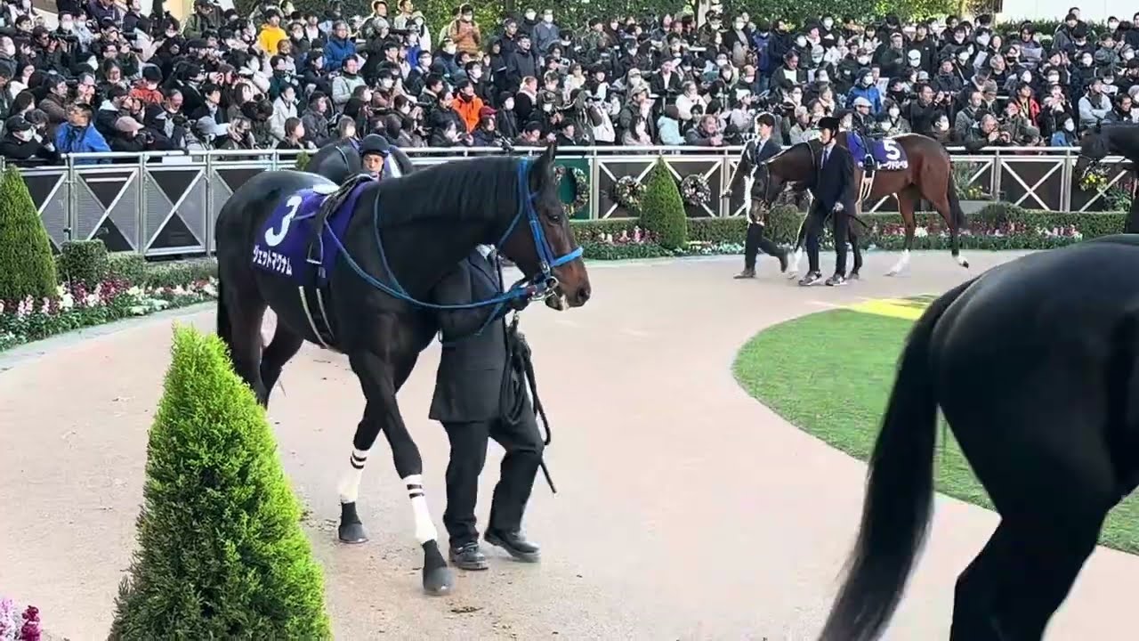 【ホープフルステークス2024】パドック2