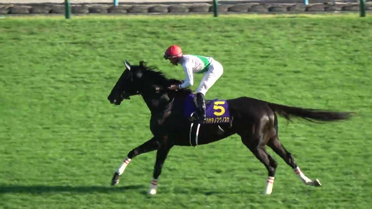 【菊花賞2024】 関西のGⅠ本馬場入場曲 「ザ・チャンピオン」がカッコいい‼ 本馬場入場 現地映像 アーバンシック