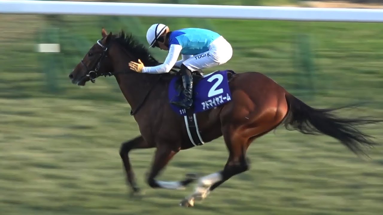 【現地】2024 G1 朝日杯FS アドマイヤズーム 川田将雅【京都競馬場】