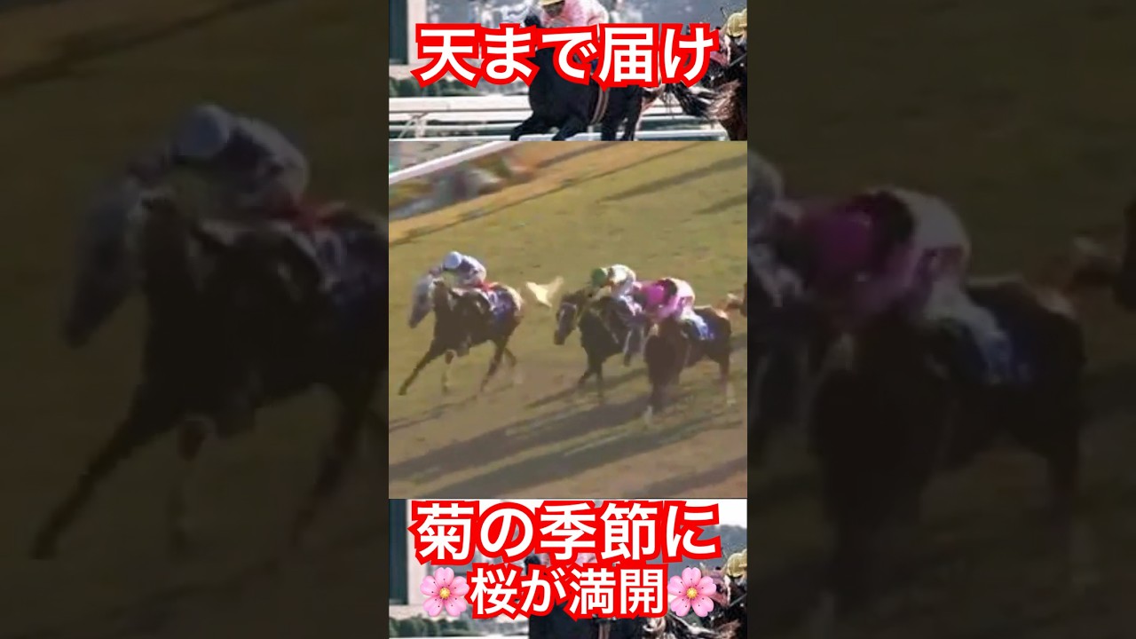 🌸菊の季節に桜が満開🌸　　　　　　🐎サクラスターオー🐎#思い出の名馬たち #ダイジェスト版 #競馬 #名馬紹介 #サクラスターオー #菊花賞 #horse
