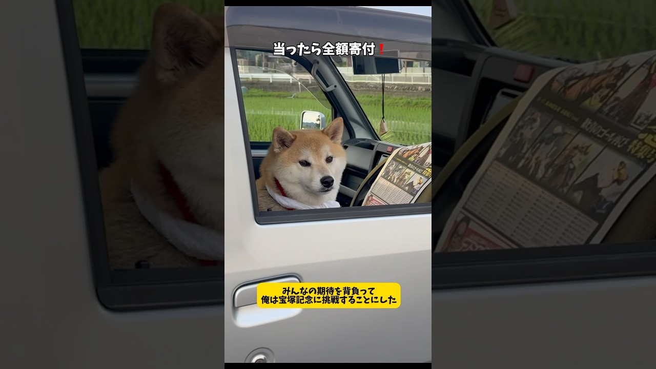 宝塚記念に挑戦した柴犬とハスキーの結果が面白すぎました…#柴犬#シベリアンハスキー#shorts