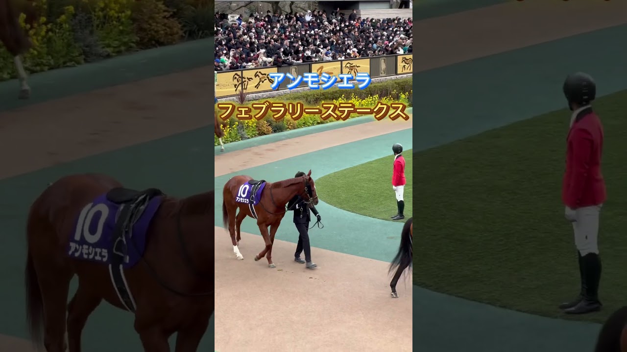 アンモシエラ　フェブラリーステークス　パドック　#アンモシエラ　#フェブラリーステークス　#競馬