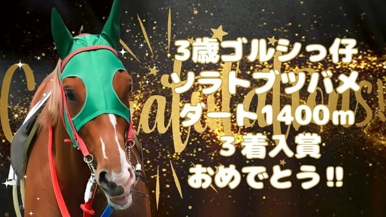 3歳ゴルシっ仔のソラトブツバメ君！名古屋で大活躍！ #ゴールドシップ産駒 #ソラトブツバメ #名古屋競馬