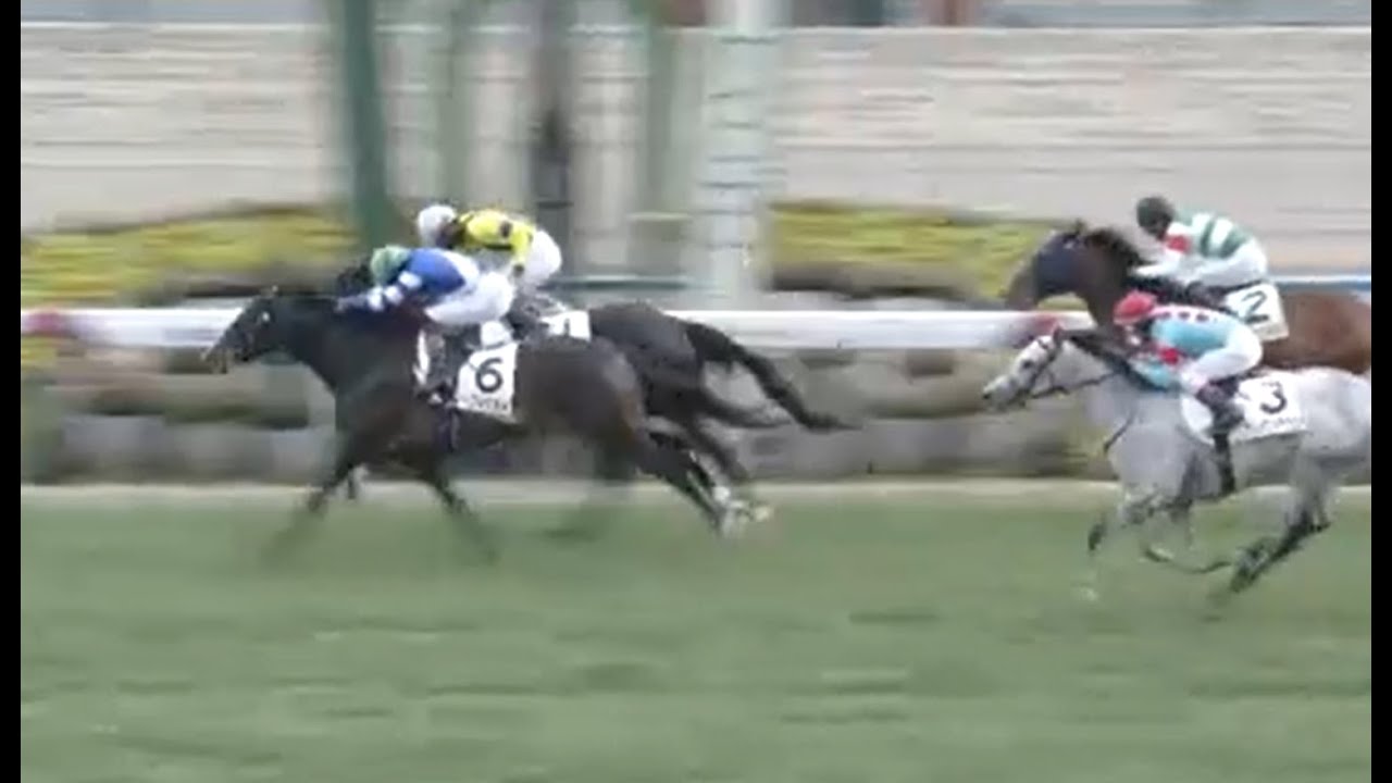 20250210 競馬ﾚｰｽﾄﾋﾟｯｸ　08【菊花賞シンガリ!】'25京1-3-08R T1800 10下 ノーブルスカイ