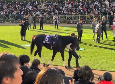 [現地観戦] 2024/12/21 第147回 中山大障害 GI - パドック