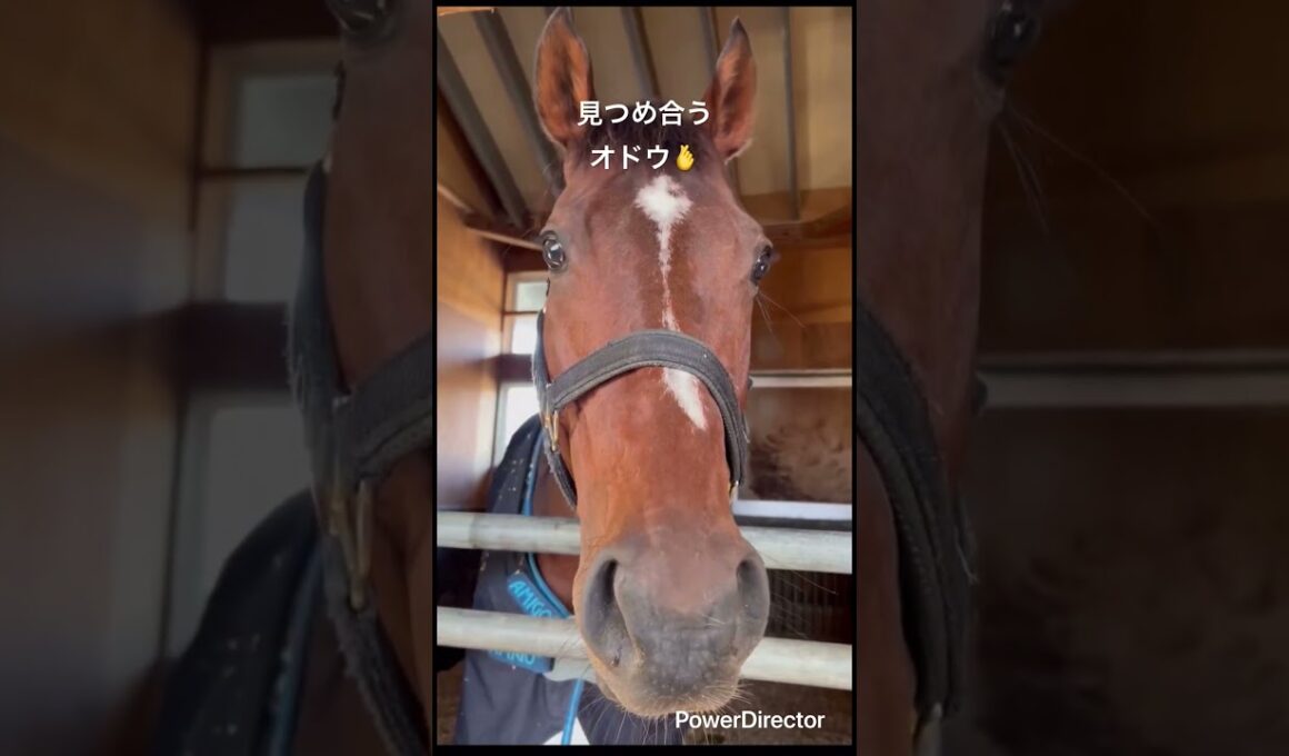 見つめ合うオドウ🫰