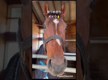 見つめ合うオドウ🫰