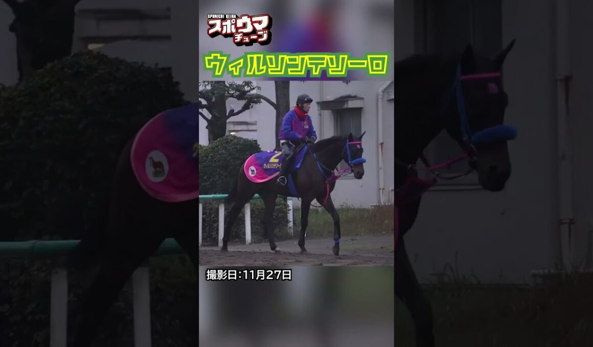 【チャンピオンズカップ・出走予定】ウィルソンテソーロ 美浦での様子 #shorts