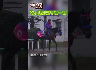 【チャンピオンズカップ・出走予定】ウィルソンテソーロ 美浦での様子 #shorts