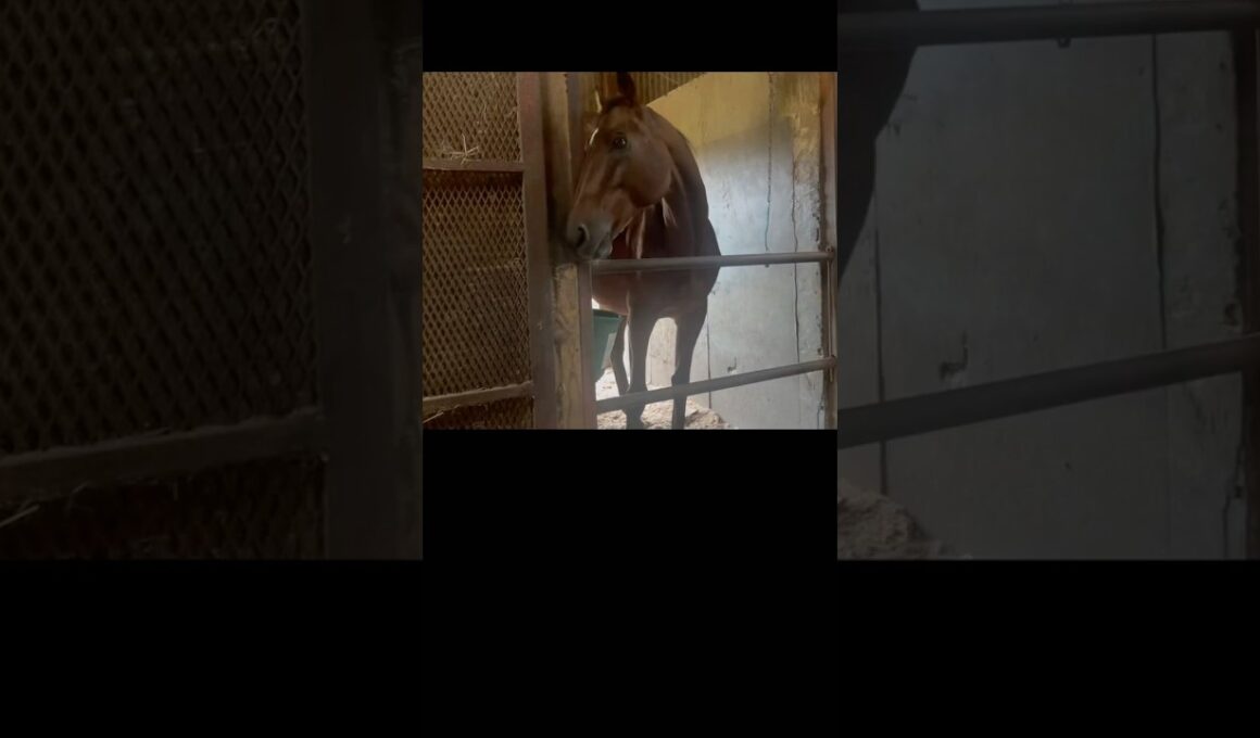 もぐもぐ　#horse #なみあし会 #馬