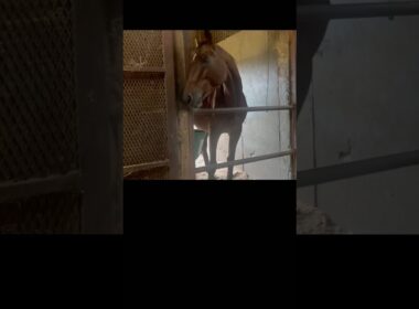 もぐもぐ　#horse #なみあし会 #馬