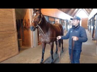 ドウデュース厩舎内お散歩🐎