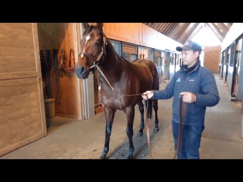 ドウデュース厩舎内お散歩🐎