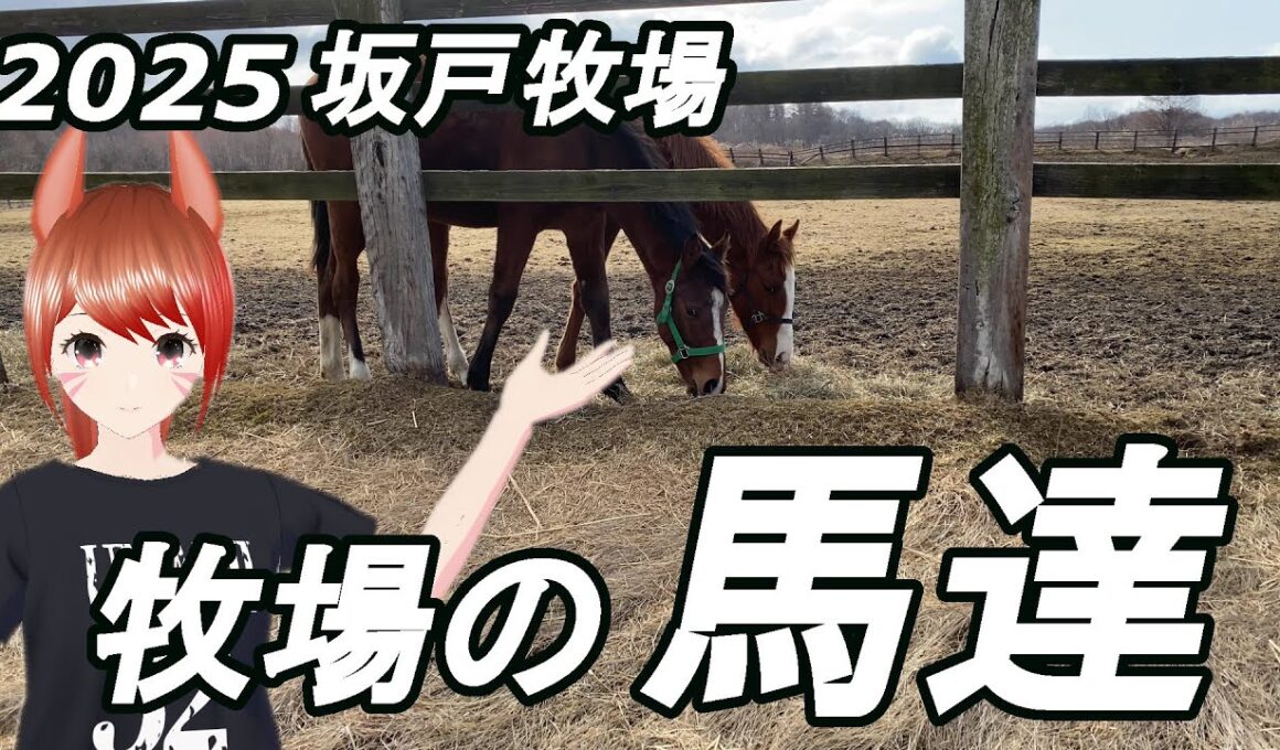 2025 坂戸牧場 牧場の馬達 なんでお前が…