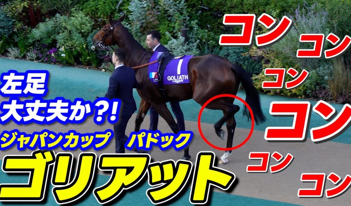 何とも独特な⁉歩き方をするゴリアット【ジャパンカップ2024】