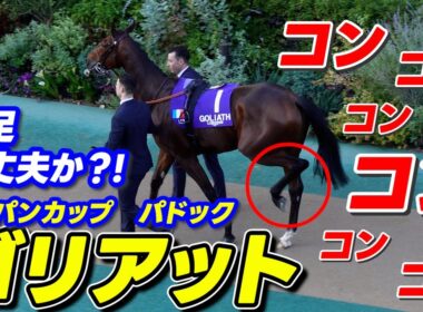 何とも独特な⁉歩き方をするゴリアット【ジャパンカップ2024】