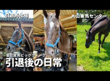 菊花賞馬ビッグウィークさん引退後の日常【大山乗馬センター】
