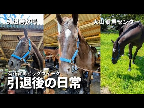 菊花賞馬ビッグウィークさん引退後の日常【大山乗馬センター】