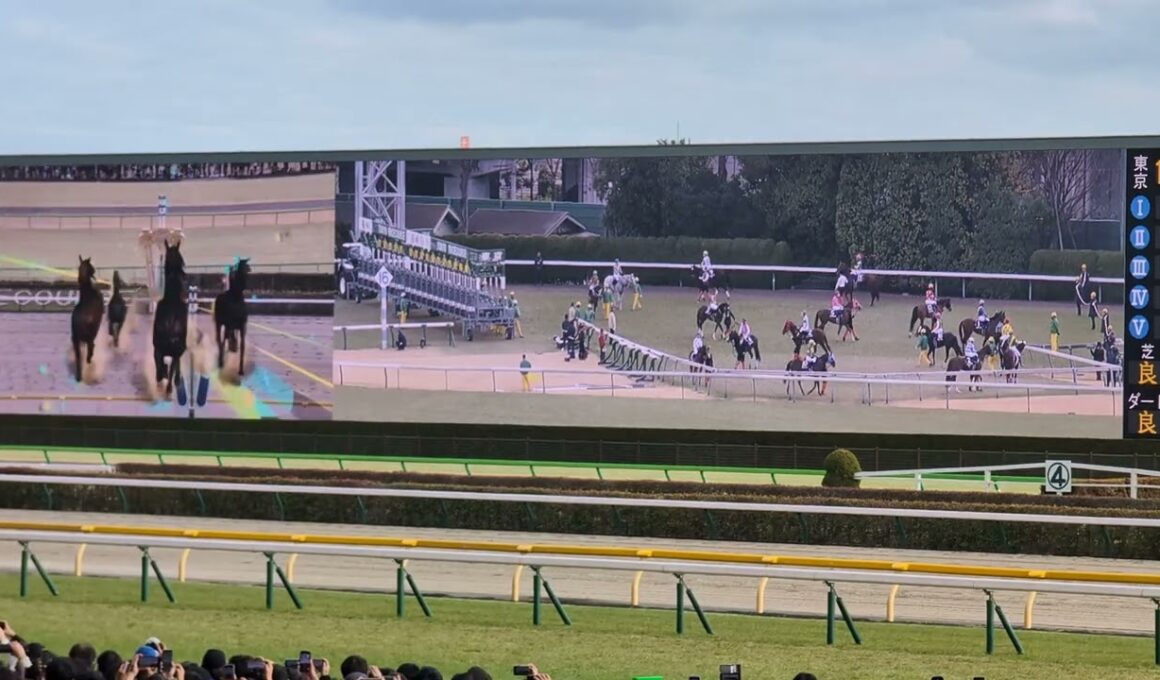 [現地観戦] 2024/02/18 第41回 フェブラリーステークス GI - ファンファーレ