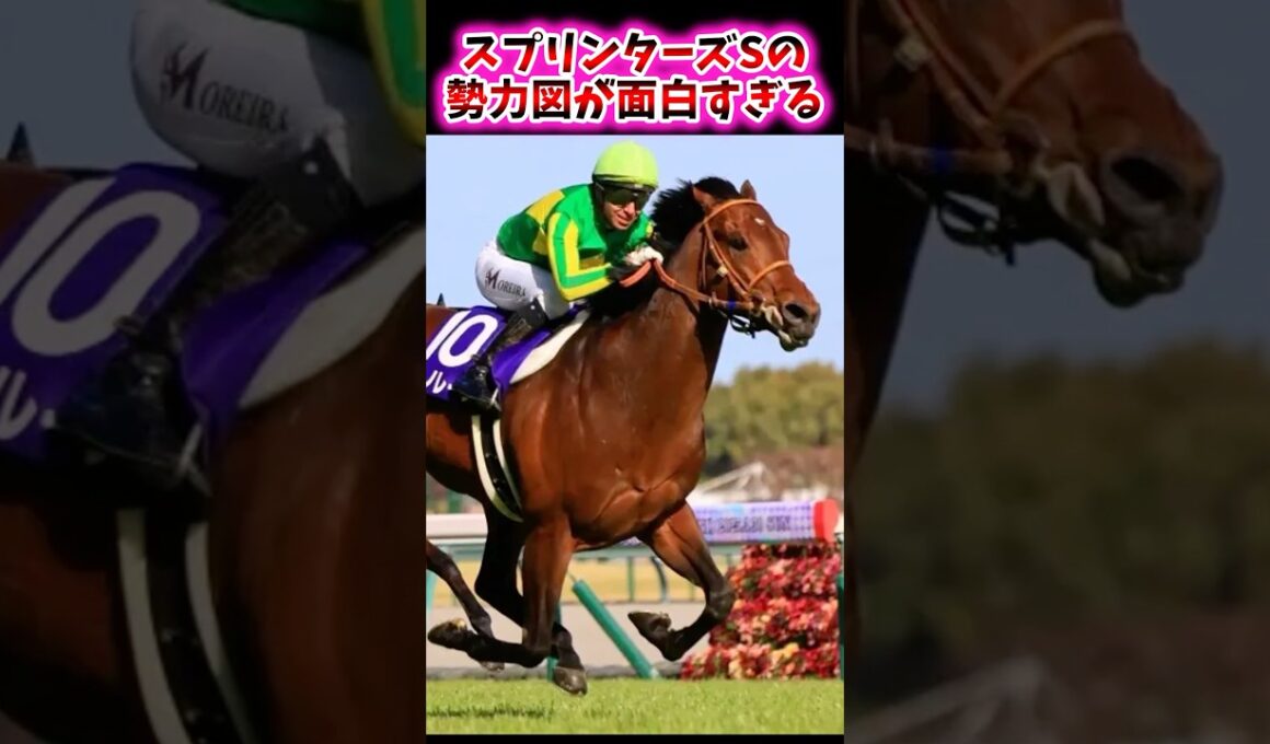 スプリンターズSの勢力図が面白すぎる【競馬反応集】 #スプリンターズステークス #サトノレーヴ #ルガル #マッドクール #ママコチャ #カンチェンジュンガ #トウシンマカオ #ナムラクレア