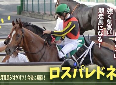 【ロスパレドネス】負けてなお強し！兄ジオグリフを超える競走馬を夢見て【札幌2歳S】