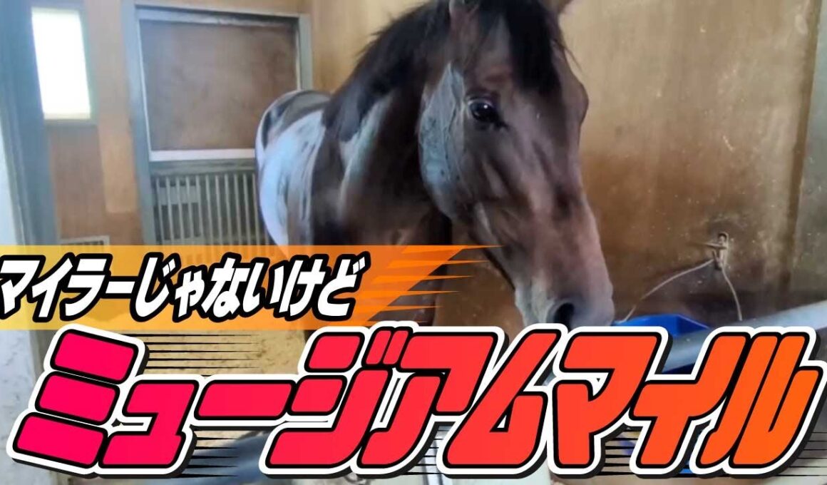 【セントライト記念2025】皐月賞馬ミュージアムマイルの始動戦！ミュージアムマイルのキャップを被る和田記者のジャッジは？