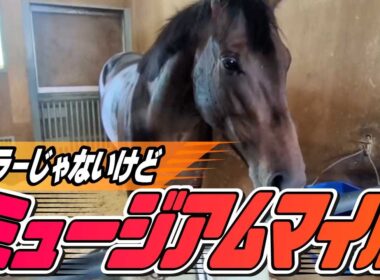 【セントライト記念2025】皐月賞馬ミュージアムマイルの始動戦！ミュージアムマイルのキャップを被る和田記者のジャッジは？