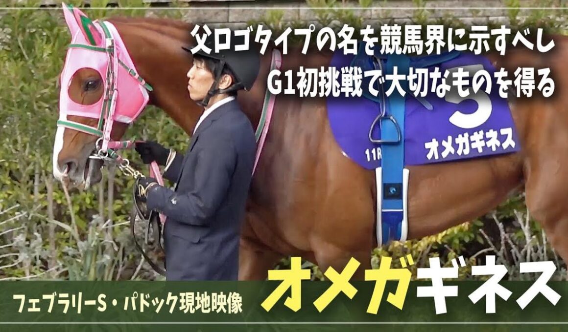 【オメガギネス】G1フェブラリーステークスで単勝1番人気に パドックの様子
