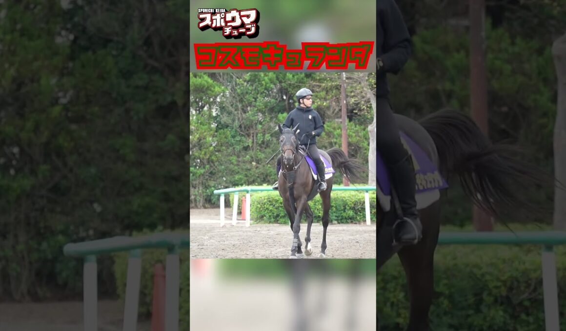 【菊花賞・出走予定】コスモキュランダ 美浦での様子 #shorts