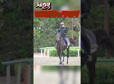 【菊花賞・出走予定】コスモキュランダ 美浦での様子 #shorts