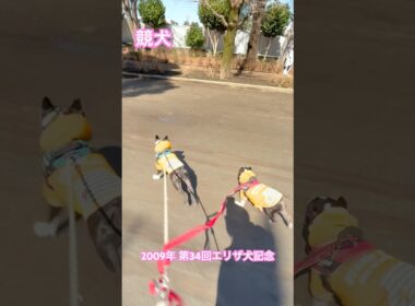 ジョッキーカメラ『第34回エリザ犬記念』2009エリザベス女王杯実況中継コラボ2025