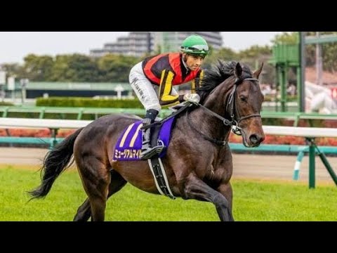 半兄はマイルCS覇者のステルヴィオ カルロットが武豊騎手で初陣Vなるか