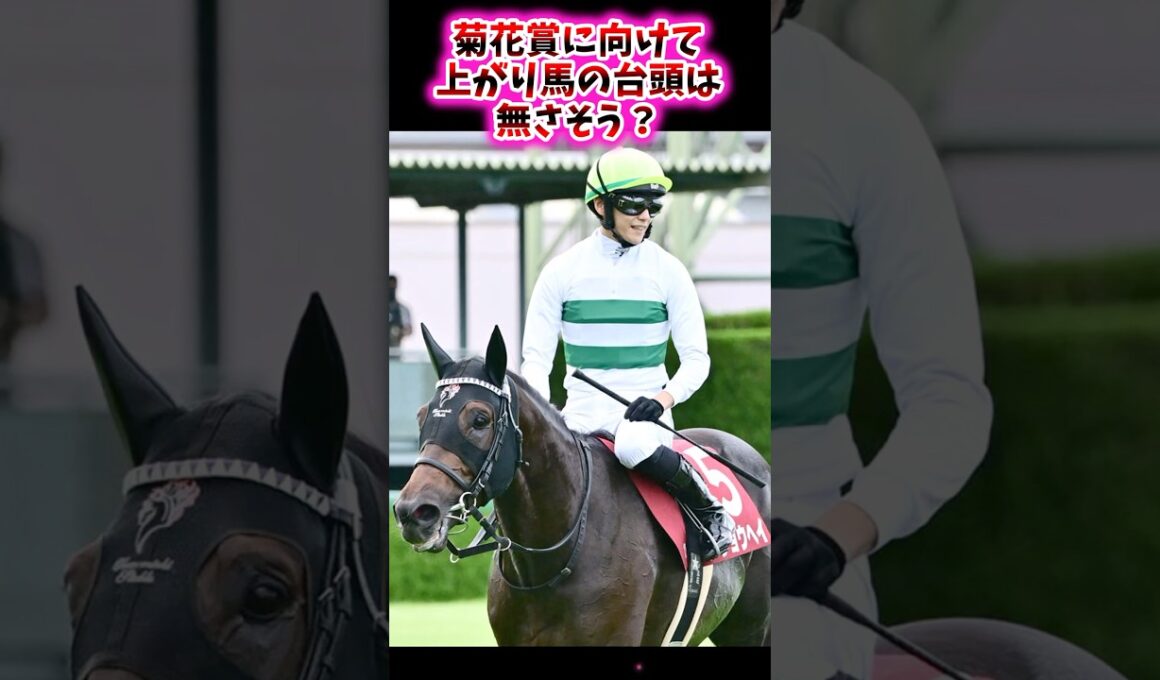 菊花賞に向けて上がり馬の台頭は無さそう？【競馬反応集】 #菊花賞