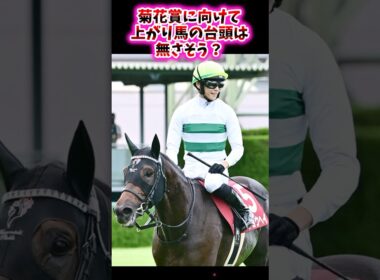 菊花賞に向けて上がり馬の台頭は無さそう？【競馬反応集】 #菊花賞