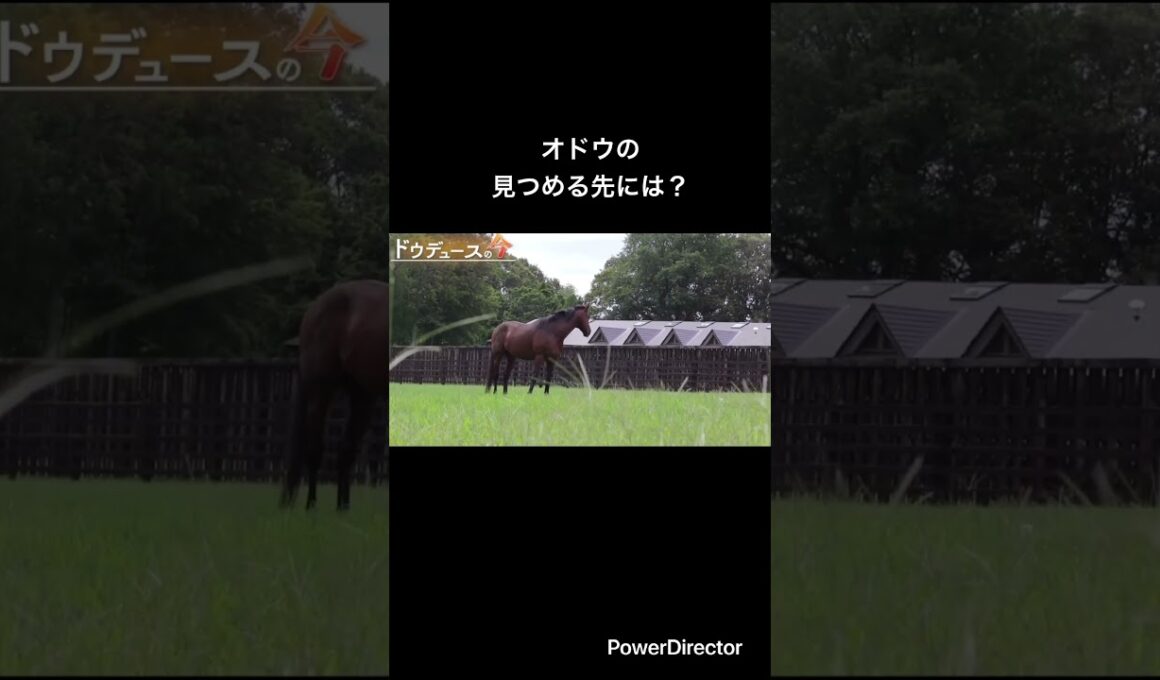 オドウの見つめる先には？