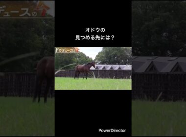 オドウの見つめる先には？