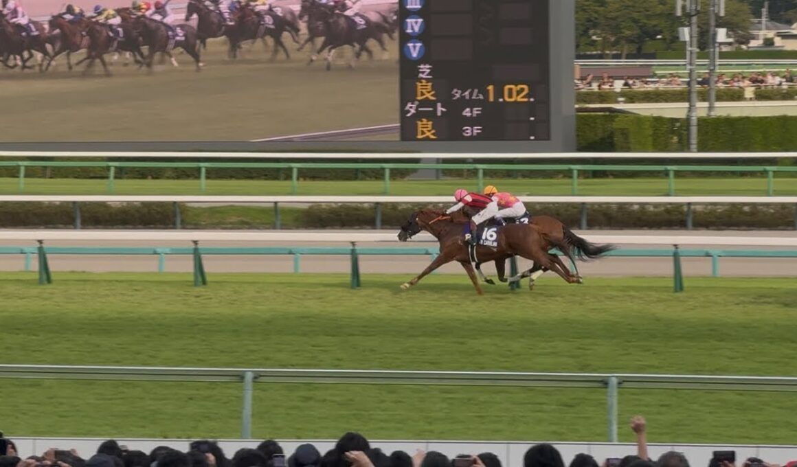 【祝】三浦皇成、悲願のG1初制覇で場内大歓喜！〜スプリンターズS 2025 〜【現地レース映像】