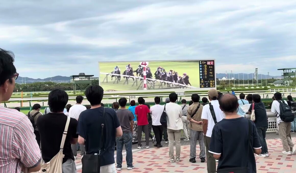 2025年スプリンターズS 阪神競馬場の様子