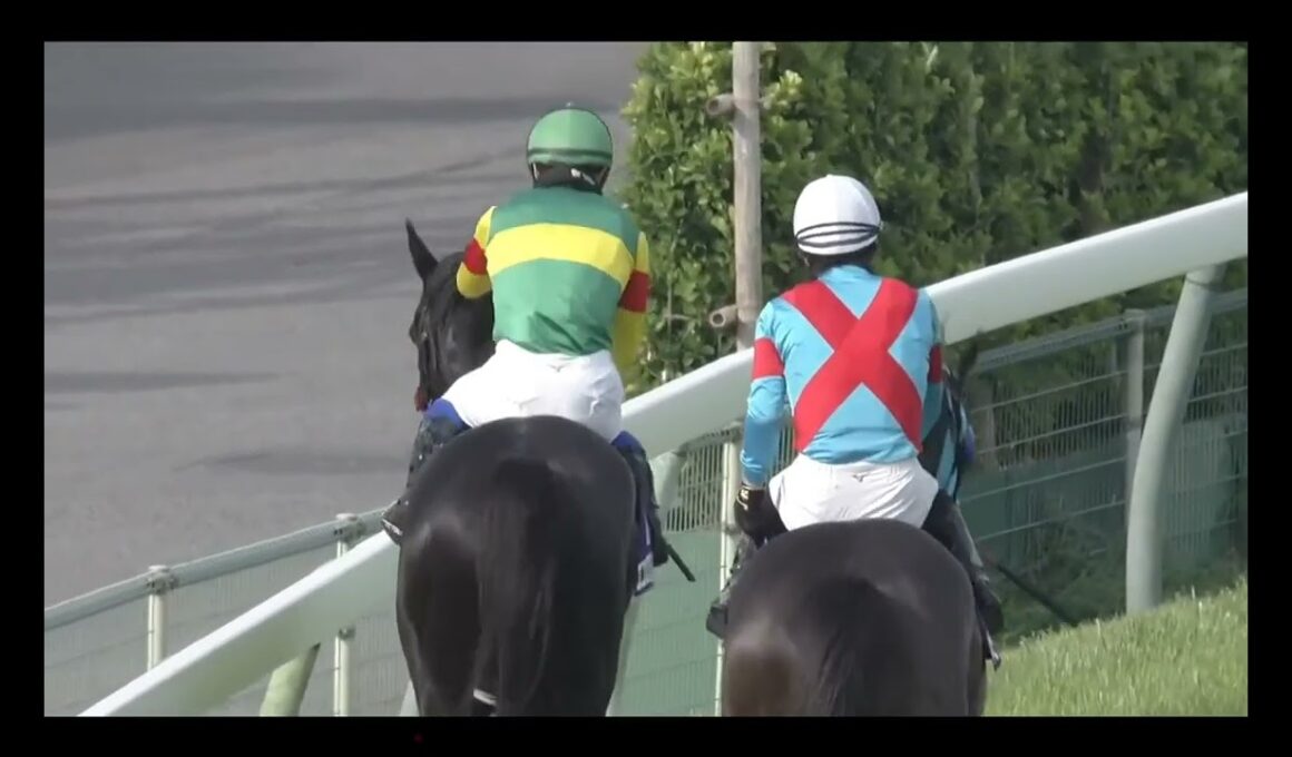 【マイネルグロン出走】中山11R 中山グランドジャンプ《J・G1》