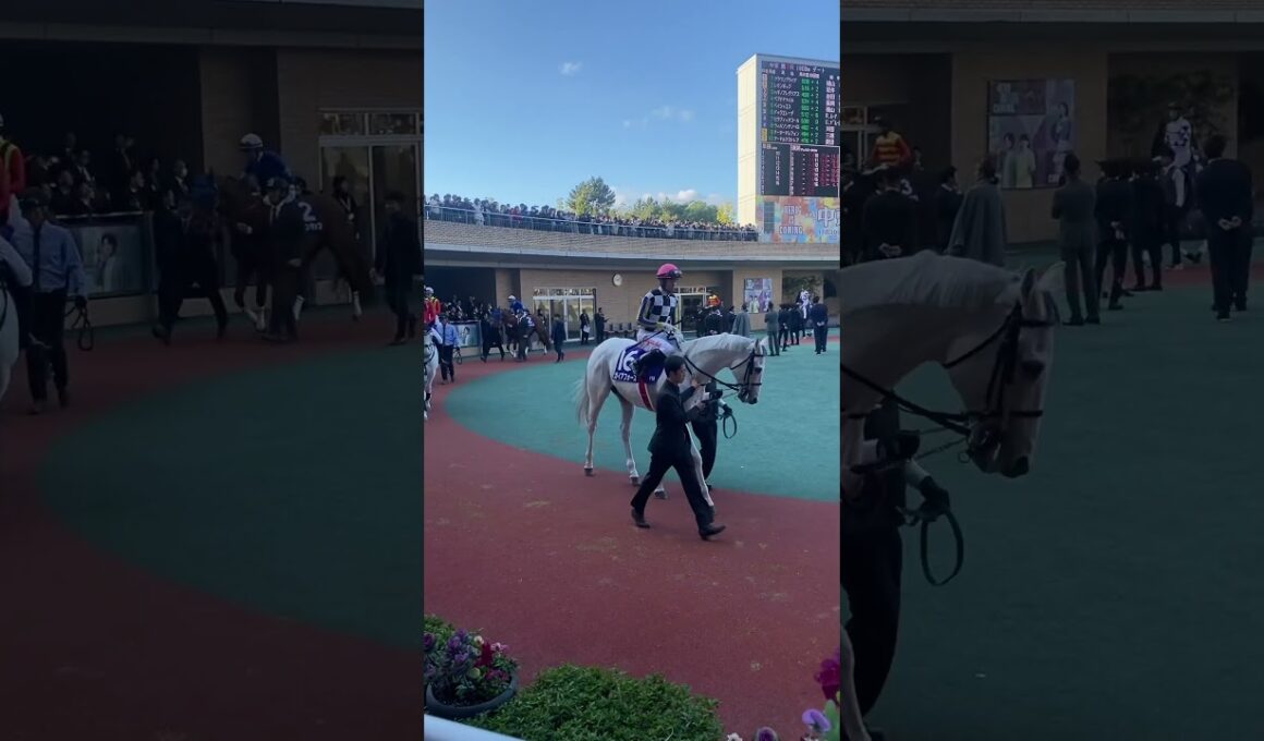 2024 チャンピオンズC パドック